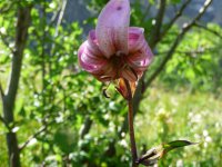 Lys martagon au dessus du col des Aravis